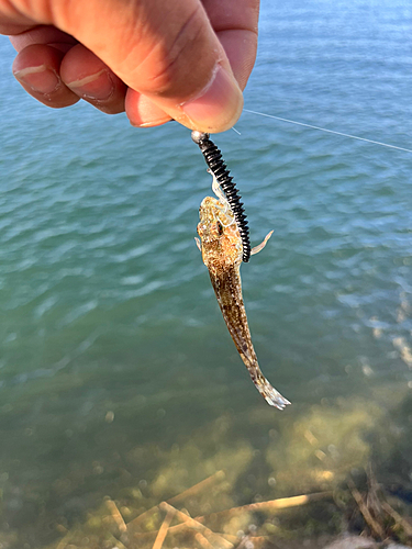 アナハゼの釣果