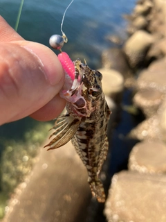 アサヒアナハゼの釣果