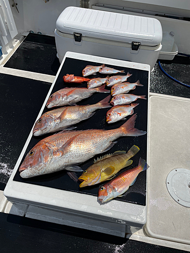 タイの釣果