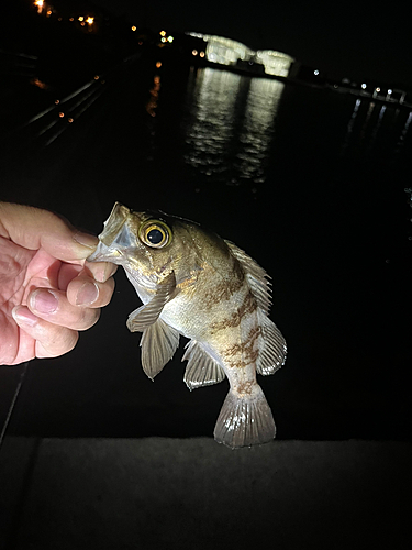 クロメバルの釣果