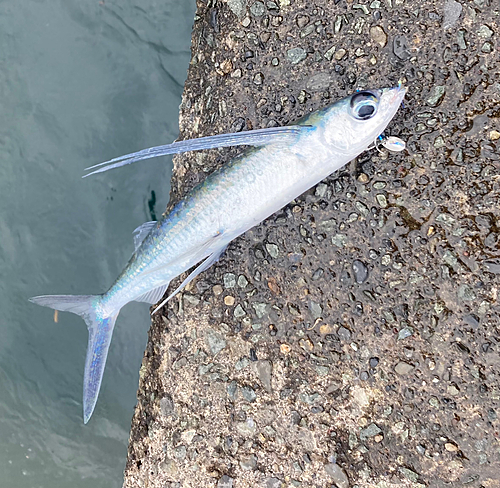 トビウオの釣果