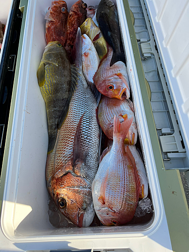 マダイの釣果