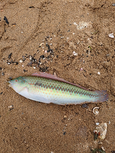 キュウセンの釣果