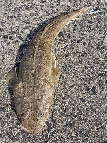 マゴチの釣果