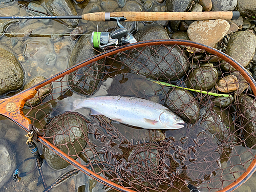 ヤマメの釣果