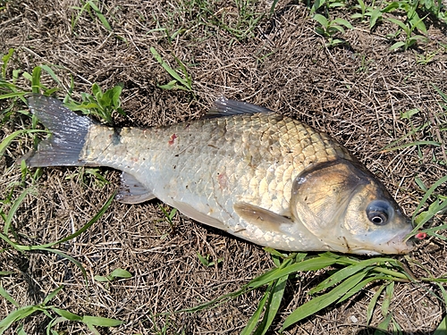 フナの釣果