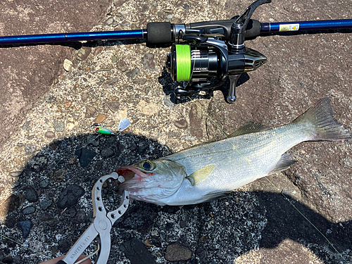 セイゴ（マルスズキ）の釣果