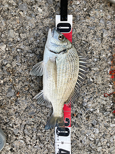 ミナミクロダイの釣果