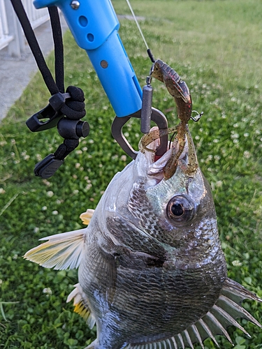 キビレの釣果