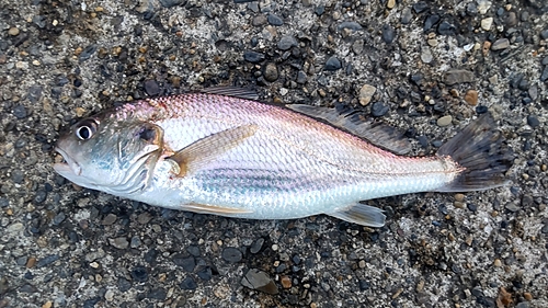 イシモチの釣果