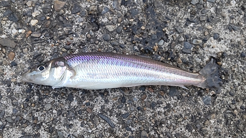 キスの釣果