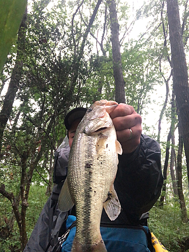 ラージマウスバスの釣果