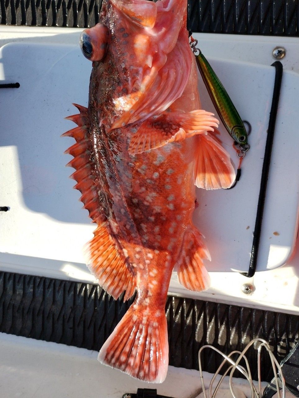 ウッカリカサゴ