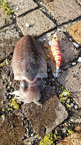 コウイカの釣果