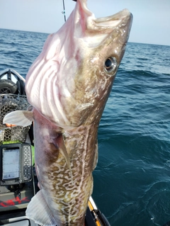 マダラの釣果