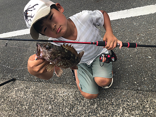 アラカブの釣果