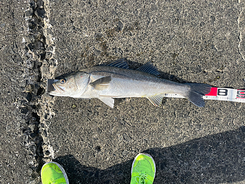 シーバスの釣果