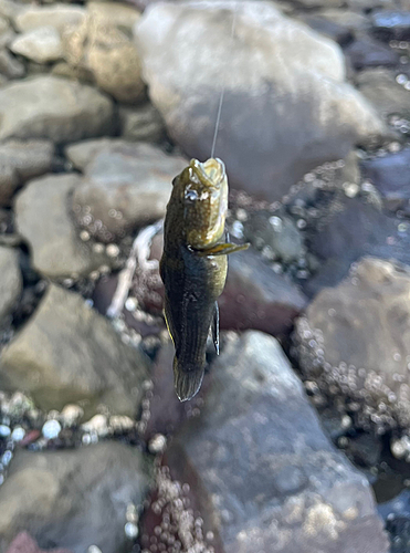 チチブの釣果