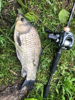 マブナの釣果