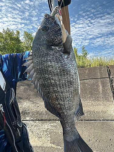 チヌの釣果