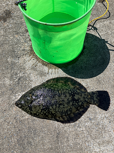 クロガシラガレイの釣果