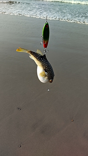 クサフグの釣果