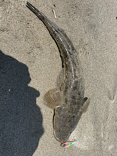 マゴチの釣果