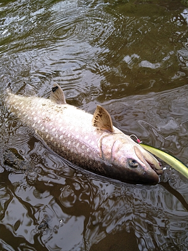 アメマスの釣果