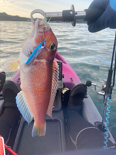 アマダイの釣果