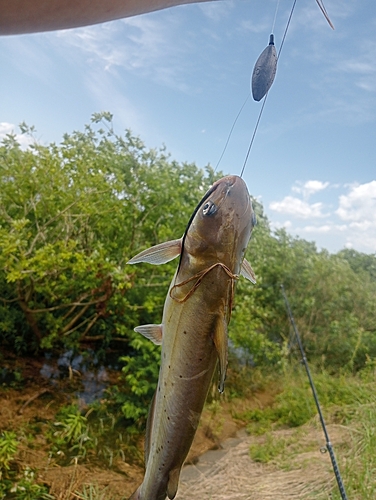 アメリカナマズの釣果