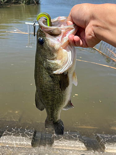 ラージマウスバスの釣果