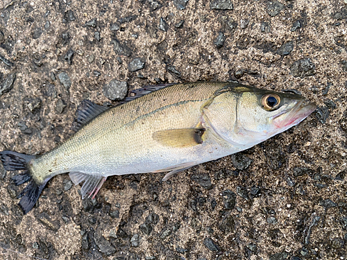 セイゴ（マルスズキ）の釣果