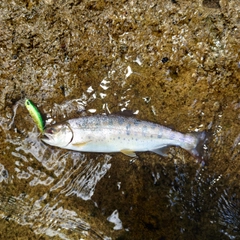 ヤマメの釣果