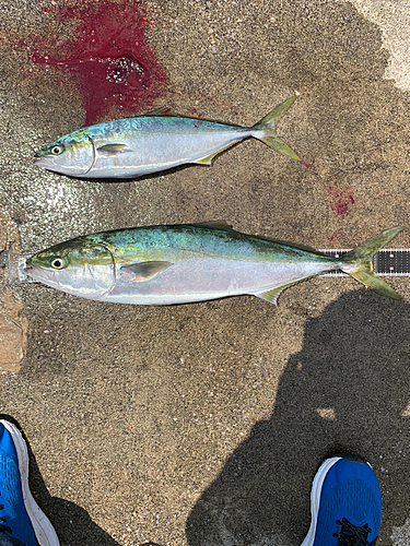 ブリの釣果