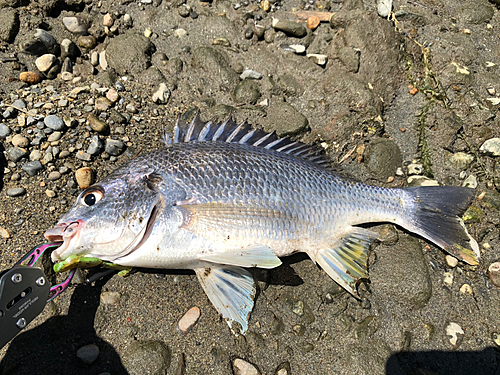 キビレの釣果