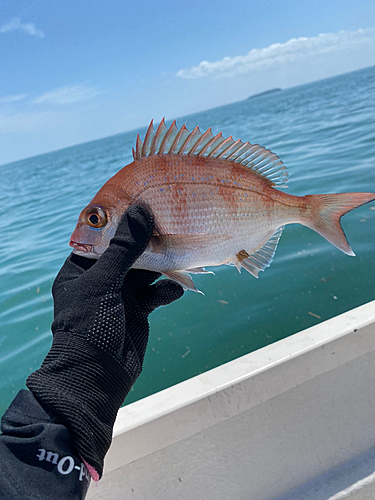 タイの釣果