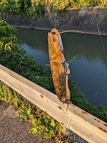 ナマズの釣果