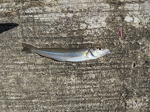 シロギスの釣果