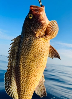 オオモンハタの釣果