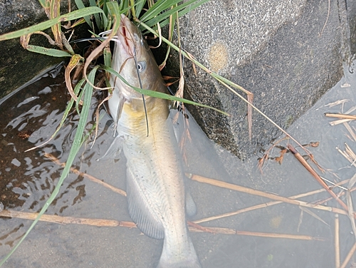 アメリカナマズの釣果