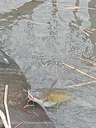 アメリカナマズの釣果