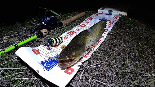 ナマズの釣果