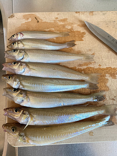 シロギスの釣果