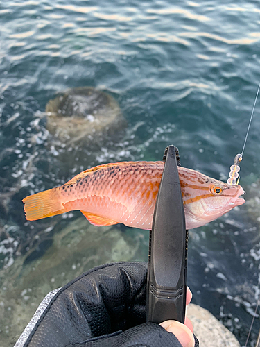 ベラの釣果