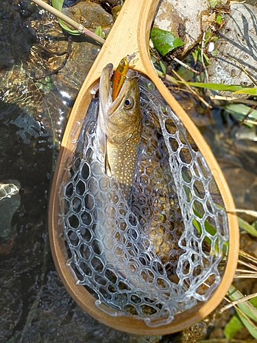 イワナの釣果