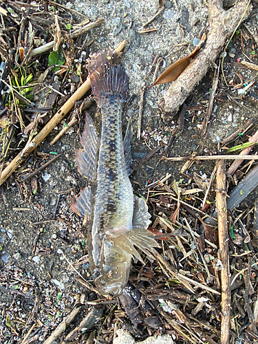 ウロハゼの釣果