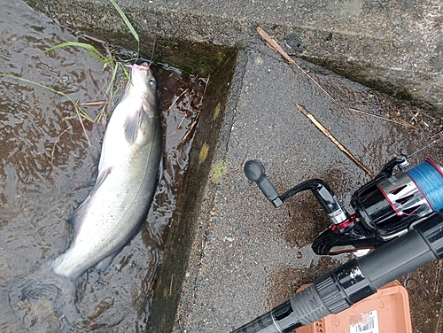 アメリカナマズの釣果