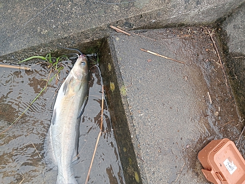 アメリカナマズの釣果