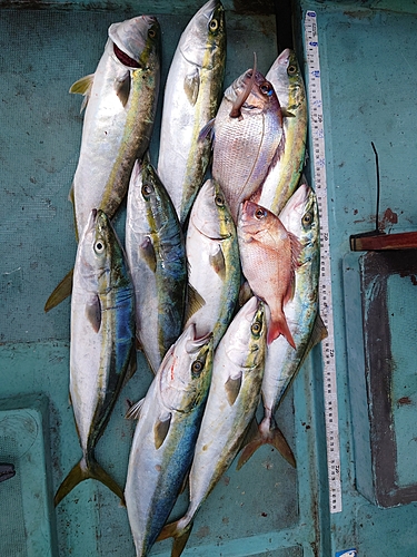 ヤズの釣果