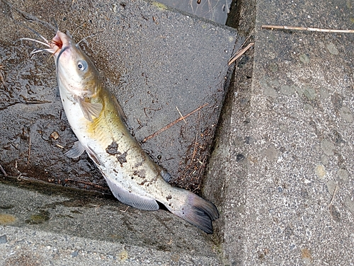 アメリカナマズの釣果